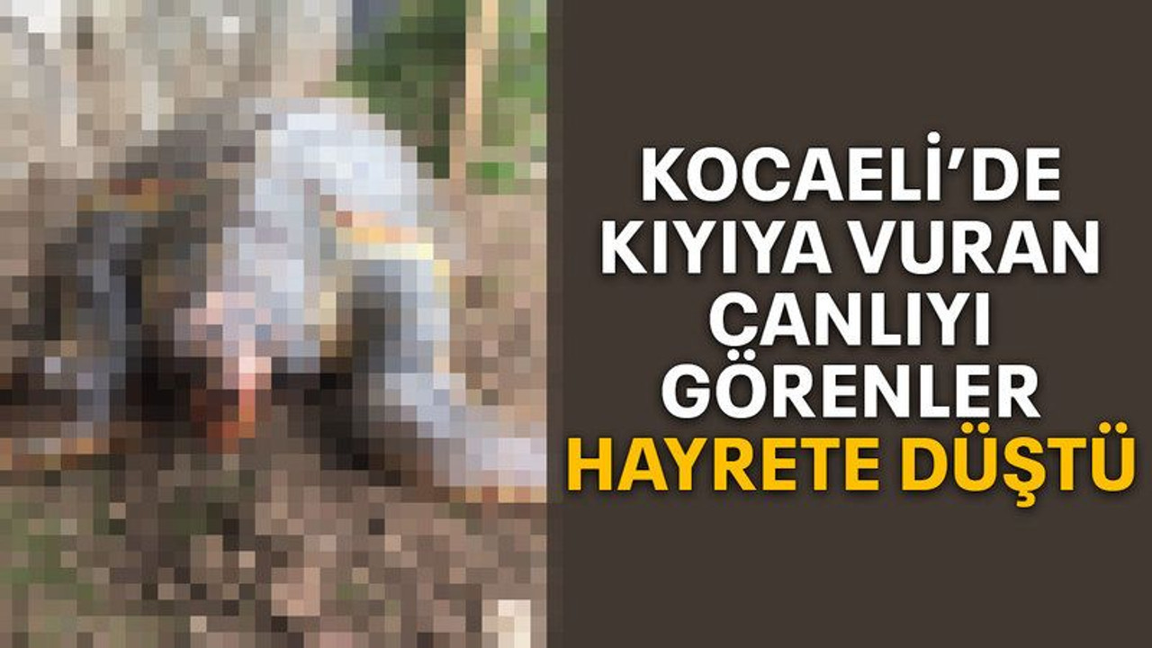 Kocaeli’de kıyıya vuran canlıyı görenler hayrete düştü